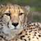 20131022-064-d-gepard