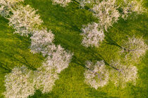Blühende Obstbäume auf der Schwäbischen Alb aus der Vogelperspektive  by dieterich-fotografie
