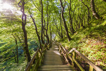 Treppe im Wald auf der Insel Møn in Dänemark von dieterich-fotografie