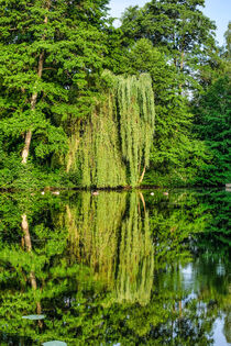 Weeping willow with reflection at a pond von Claudia Schmidt
