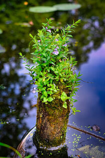 Flowers and plants on mossy picket in pond surrounded by water von Claudia Schmidt