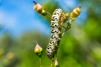 Swallowtail caterpillar on branch with buds against blurry background by Claudia Schmidt