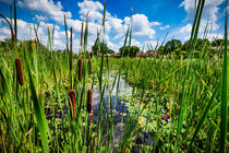 Waterlily pond on bright summer day, scenic view von Claudia Schmidt