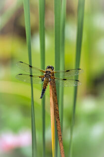 Dragonfly on reed stick against blurry background by Claudia Schmidt