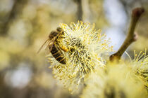 Honey bee collecting pollen of willow catkins by Claudia Schmidt