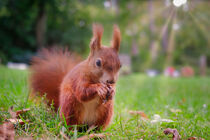 Red squirrel nibbling some nuts in fall, close-up  by Claudia Schmidt