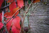 Red wine leafs on mossy wood in fall by Claudia Schmidt