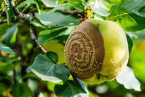 Rotting fruit with mould in spiral pattern hanging on tree by Claudia Schmidt