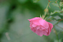 Pink wild rose against green blurry background by Claudia Schmidt