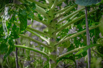 Aged carbagge turnip stem pattern against blurry background von Claudia Schmidt
