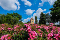 Ancient spanish tower on bright summer day among pink roses