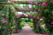 Pink roses entwined around pavilion on summer day by Claudia Schmidt