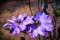 Two large purple clematis in bright sunlight against blurry background