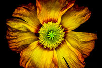 Extreme close-up of bright poppy flower against dark background von Claudia Schmidt