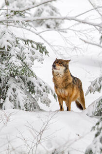 Wolf (Canis lupus) von Dirk Rüter