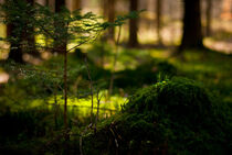 Im Wald by Lina Baumann