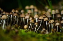 Pilze im Wald von Lina Baumann