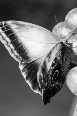 Wings-have-eyes-bw