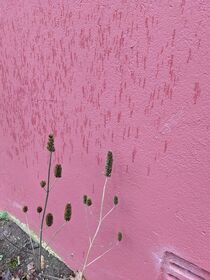 rosa Wand von Mara Lee