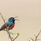 20131027-031-d-doppelband-nektarvogel