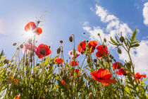 Klatschmohn auf einer Blumenwiese  by dieterich-fotografie