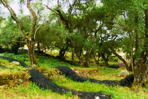 Grüne Olivenbäume mit Netzen auf Insel Korfu. Gemalt. by havelmomente