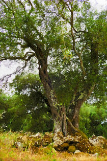 Alter Olivenbaum auf Insel Korfu. Griechenland, gemalt. von havelmomente
