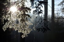Morgensonne im Winterwald by lichtbildersalon