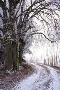 Baum im Winter von lichtbildersalon