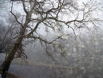 Baum am Fluss by lichtbildersalon