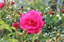 Pinke Rose by Susanne Winkels