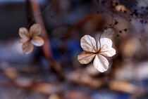 Hortensienblüte V
