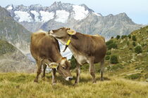 Schweizer Kühe by Ansgar Meise