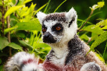 PIXEL ART on close-up of lemur of Madagascar von susanna mattioda