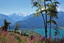 Wunderschöne Schweiz mit Eiger, Mönch, Jungfrau und Thunersee von Susanne Winkels
