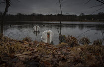 Neugierige Schwäne auf einem Teich im Winter von Holger Spieker