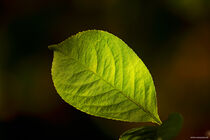 Golden Leaf by Justin Bender