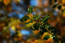 Leaves/Blätter