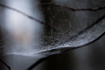 Cobweb by Christina Detmers