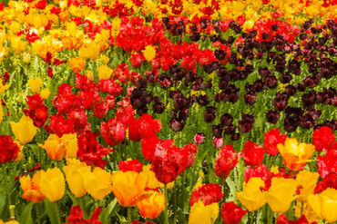 Pixel-art-1-blossoming-of-tulips-in-a-park-7740