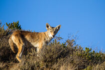 Kojote (Canis latrans) by Dirk Rüter