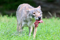 Wolf streckt die Zunge raus