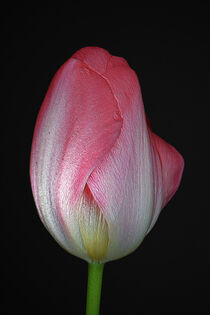 'Tulip With Pink' von CHRISTINE LAKE