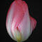 Tulip-with-pink
