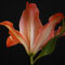 'Orange Lily' by CHRISTINE LAKE