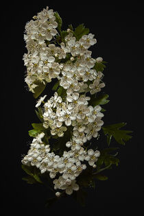 'White Blossom' by CHRISTINE LAKE
