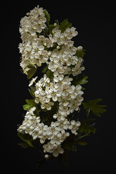White-blossom