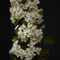 'White Blossom' von CHRISTINE LAKE