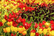 PENCIL SKETCH EFFECT of tulips von susanna mattioda