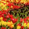1-blossoming-of-tulips-in-a-park-dot-jpg-schizzo-a-matita-1